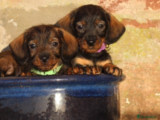 Dachshund dogs Wire haired Teckel puppies - Advert 17
