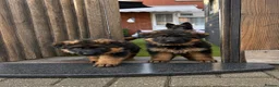 German Shepherd dogs for sale: Champion blood line GSD German shepherd  - Advert 6