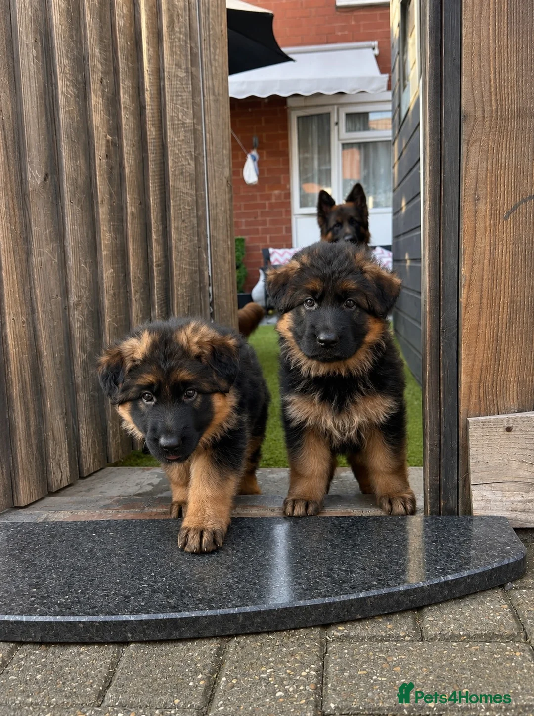 German Shepherd dogs for sale: Champion blood line GSD German shepherd  - Advert 6
