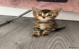 Bengal cats for sale: 2 bengals kittens - Image 3