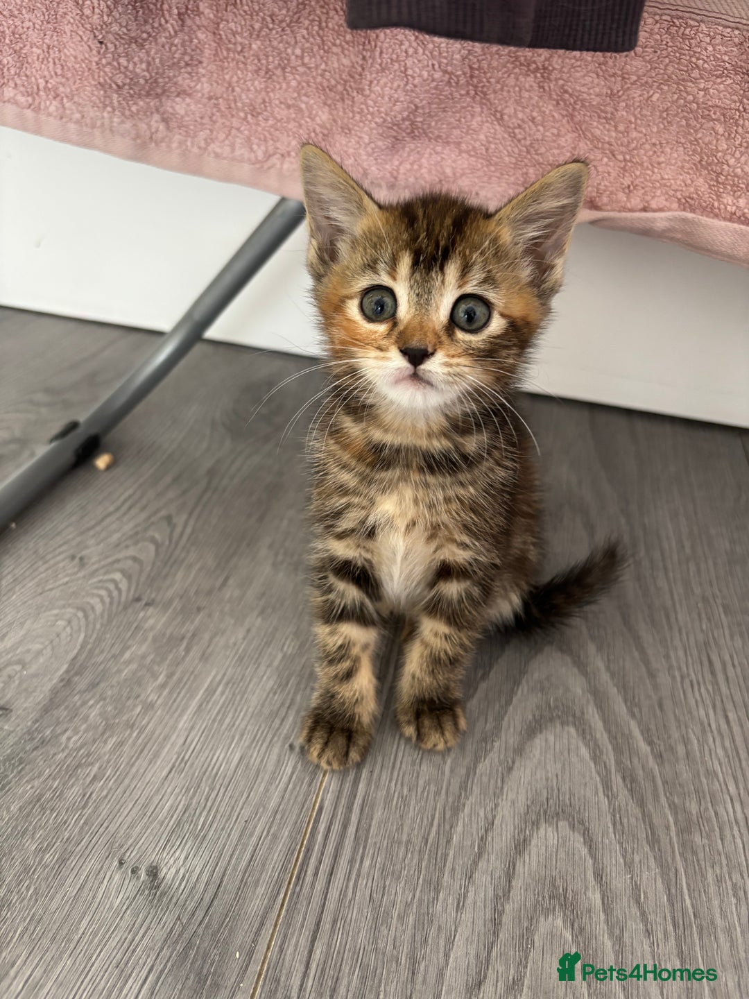 Bengal cats for sale: 2 bengals kittens - Image 3