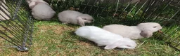 Mini Lop rabbits for sale: Friendly baby mini lops  Vaccinated RHD2 - Advert 12
