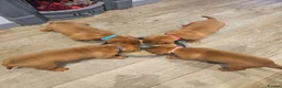 Dogue De Bordeaux dogs for sale: 🐾 4 Beautiful Dogue De Bordeaux Puppies 🐾 in Crewe - Advert 3