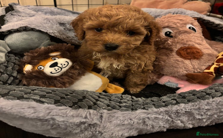 Cockapoo dogs - Advert 2