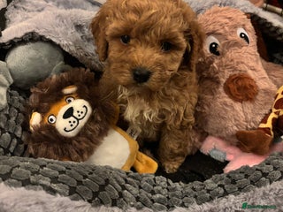 Cockapoo dogs for sale - Advert 1
