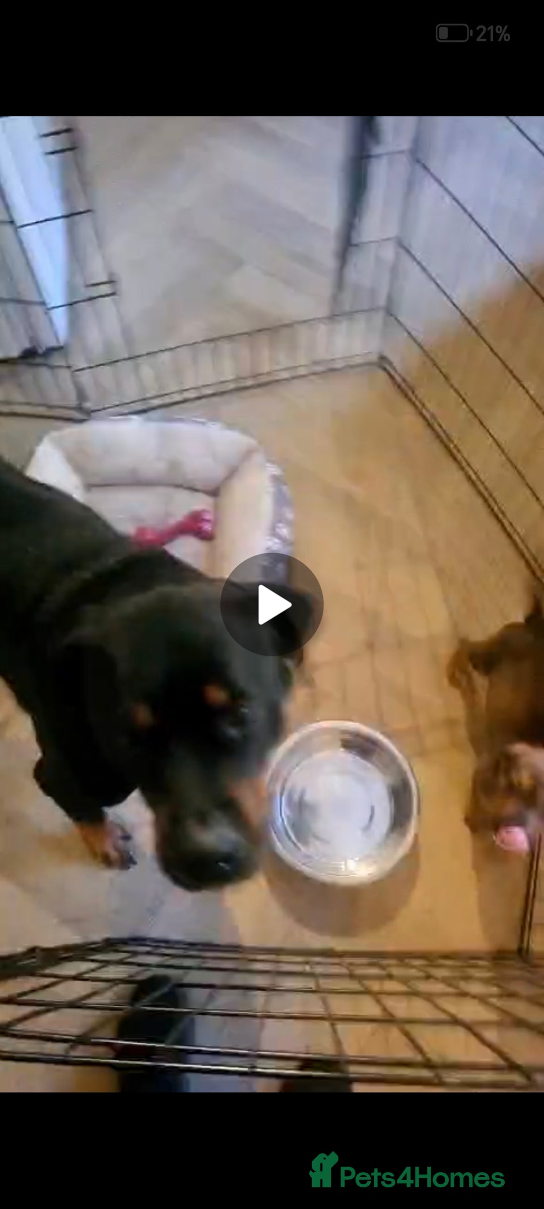 Mixed Breed dogs for sale: Rotty cross staffy  - Image 4