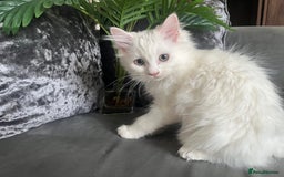 Ragdoll cats for sale: Ragdoll/Persian kittens - Image 2