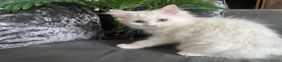 Ragdoll Kitten 2