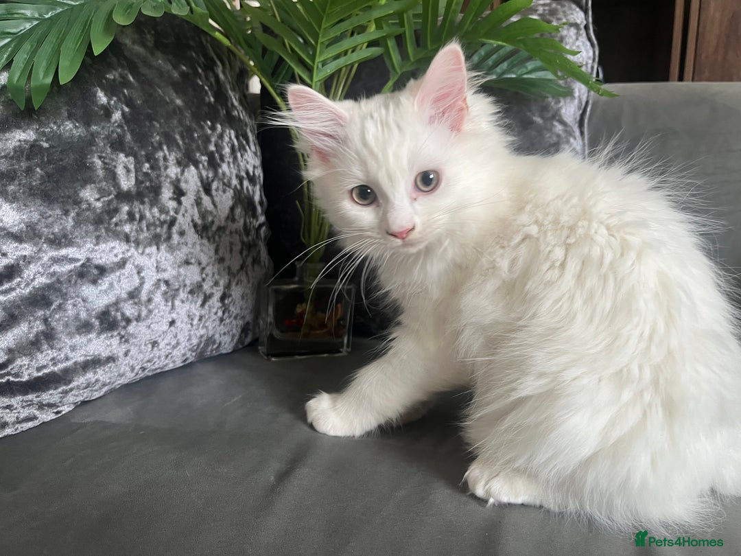 Ragdoll cats for sale: Ragdoll/Persian kittens - Image 2