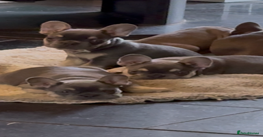 French Bulldog dogs Homie lines meet Apollo line  - Advert 15