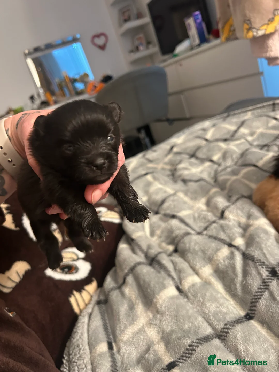 Pomeranian dogs for sale: Beautiful full Pomeranian  - Advert 3