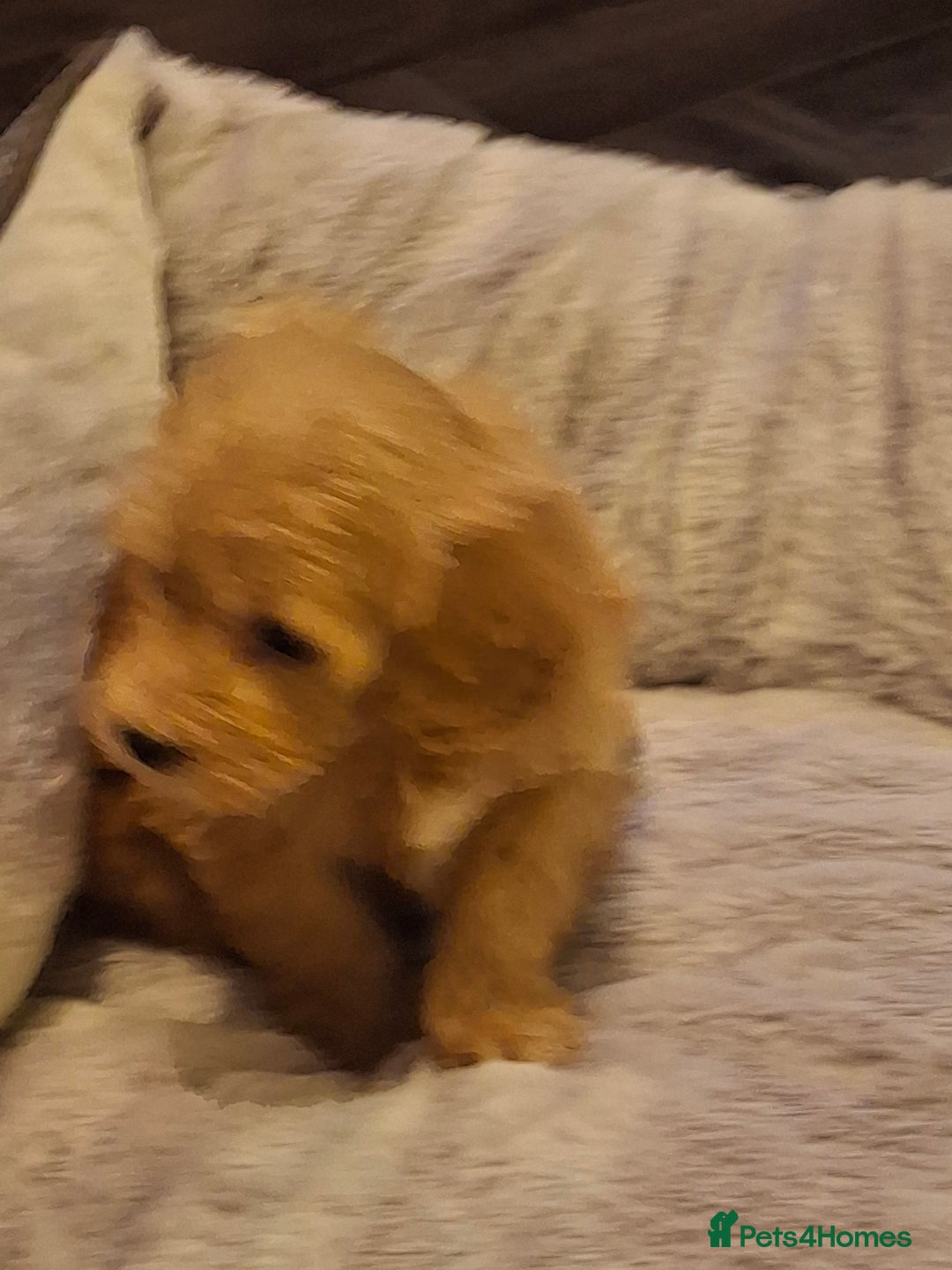 Mixed Breed dogs for sale: 6 red maltipoos - Advert 7