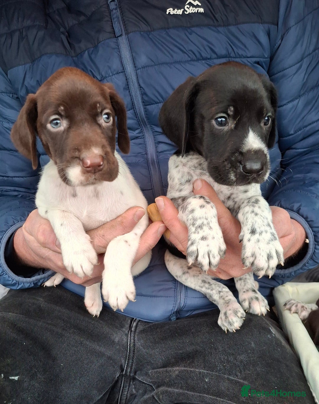 German Shorthaired Pointer dogs for sale: Beautiful GSP puppies. - Advert 6