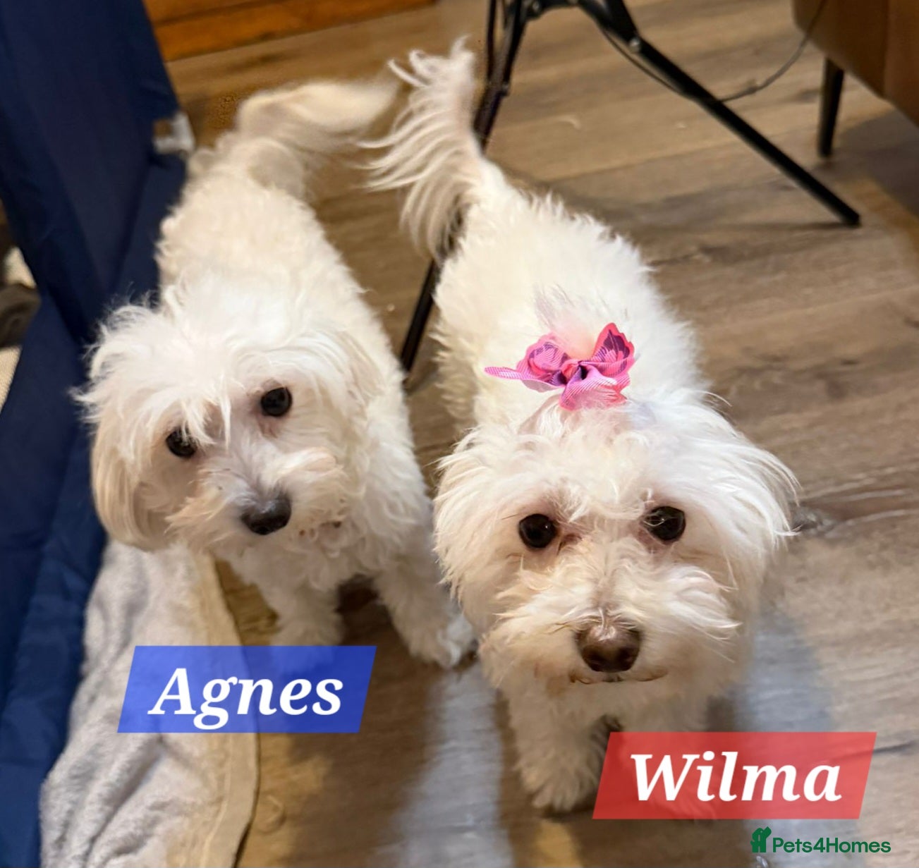 Maltipoo dogs Multipoo - Advert 13