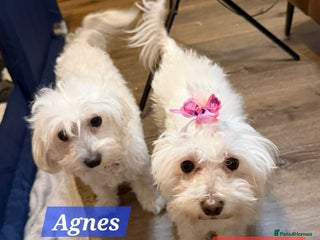 Maltipoo dogs Multipoo - Advert 13