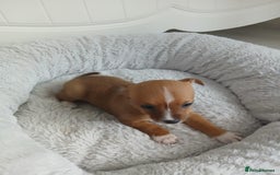 Chihuahua dogs for sale: Gorgeous chihuahua pups for sale  - Image 11