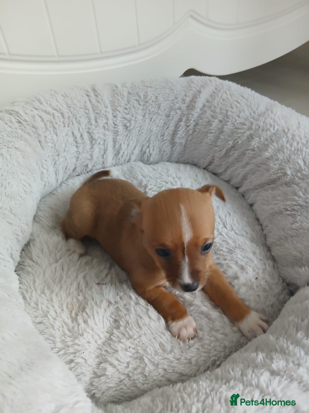 Chihuahua dogs for sale: Gorgeous chihuahua pups for sale  - Image 11