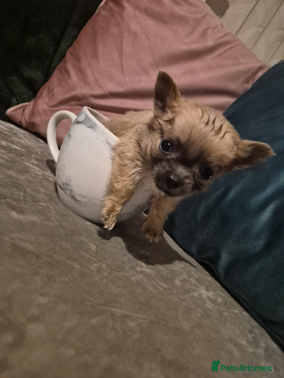 Chihuahua dogs for sale: Pure Chihuahua puppies  - Advert 26