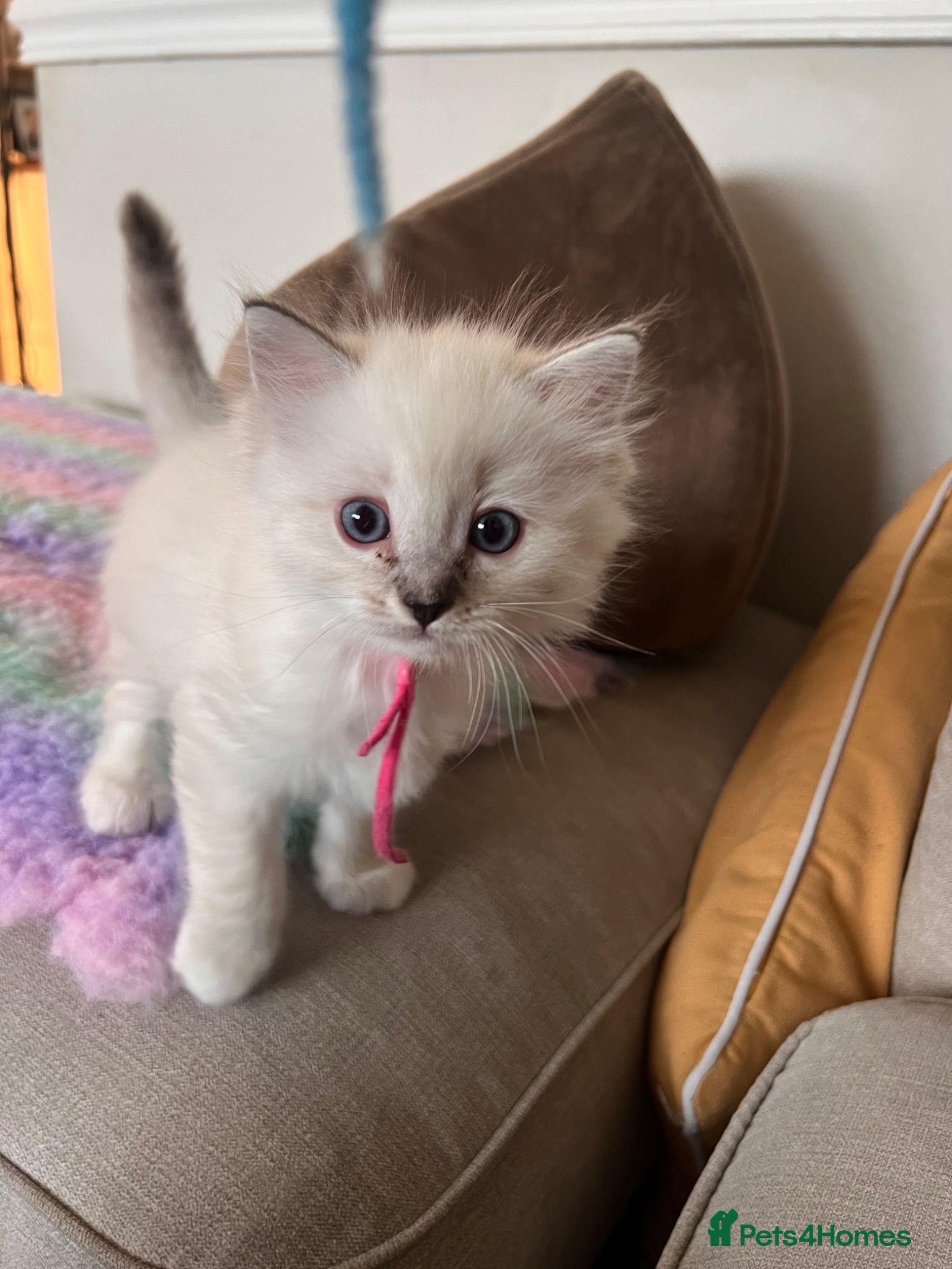 Ragdoll cats for sale: Ragdoll kittens in Menai Bridge - Advert 3