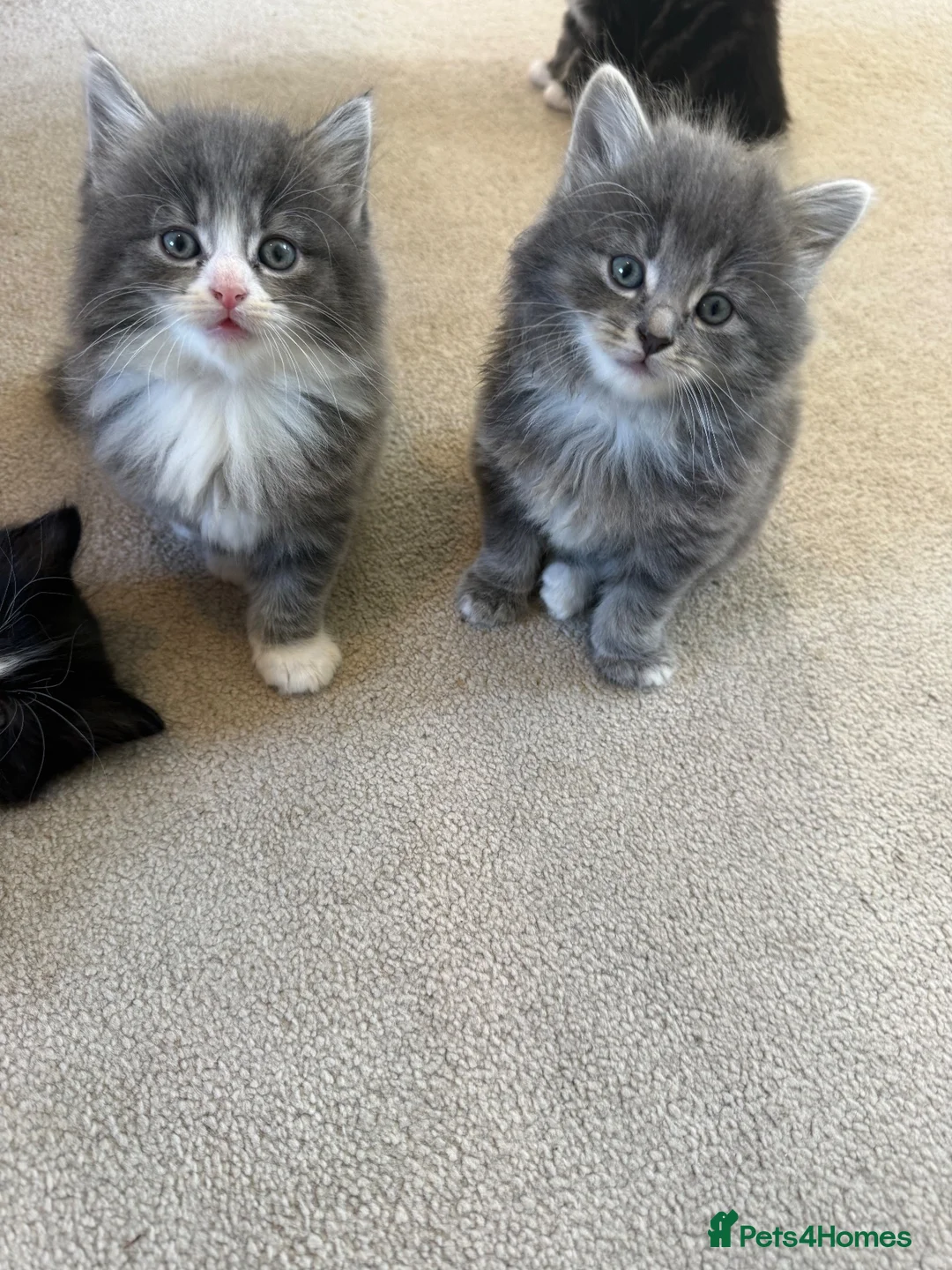 Mixed Breed cats for sale: Maine coon cross ragdoll kittens  - Advert 1