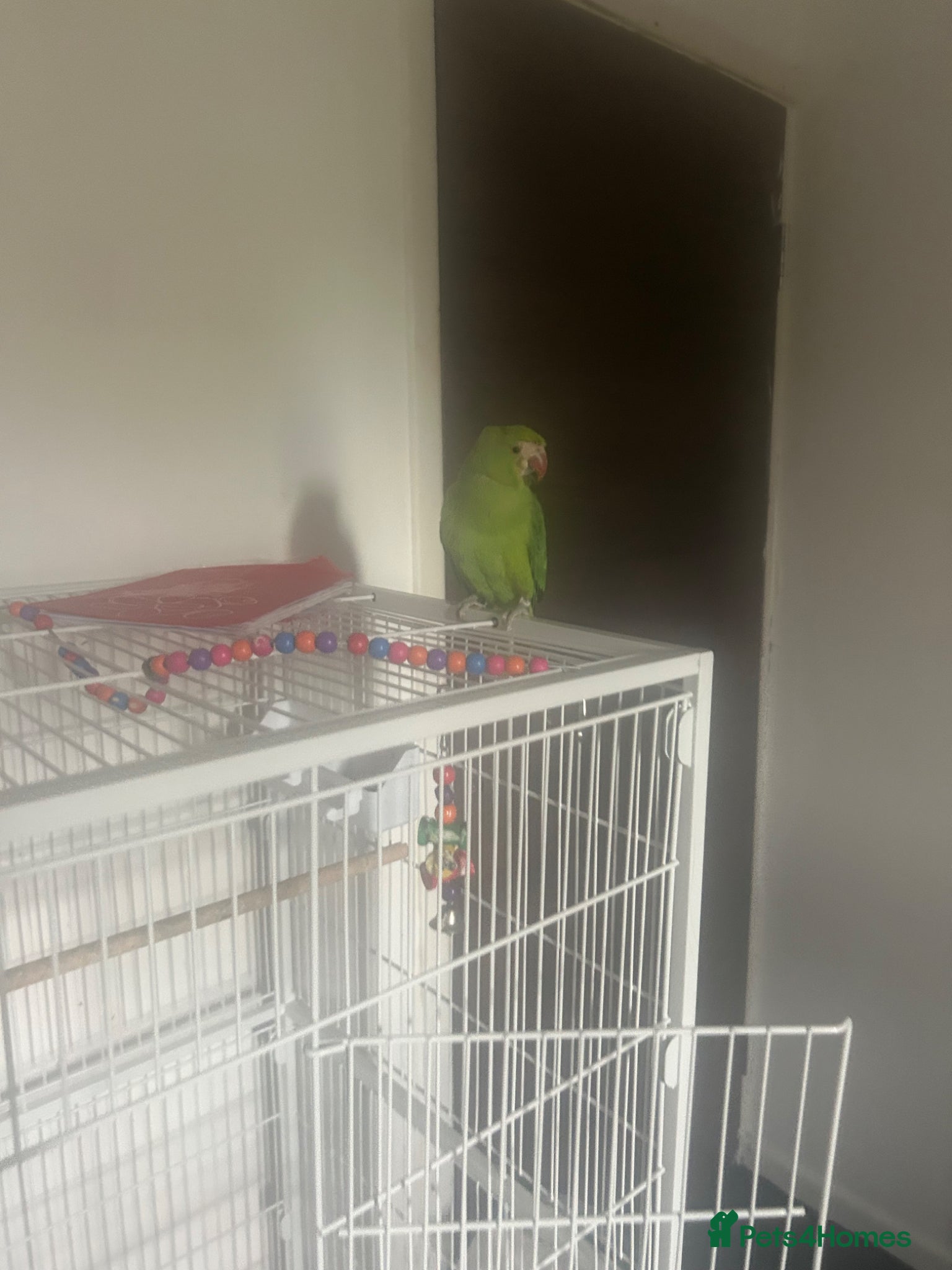 Parrots birds Indian ringneck parrot - Advert 1