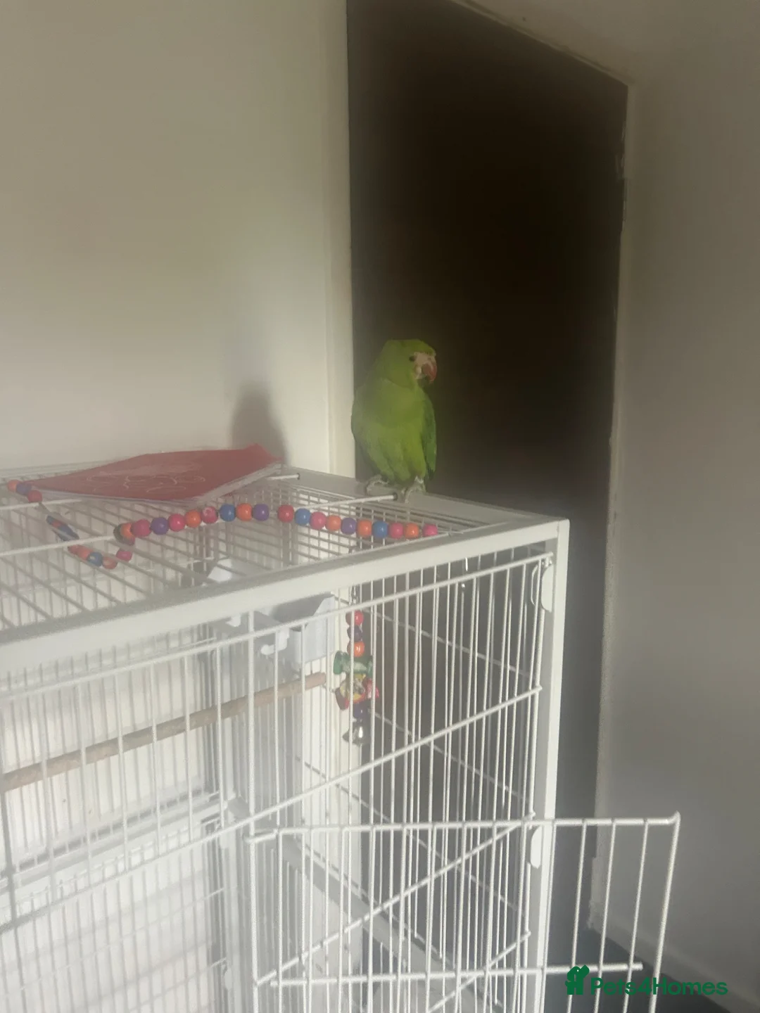 Parrots birds for sale: Indian ringneck parrot - Advert 1