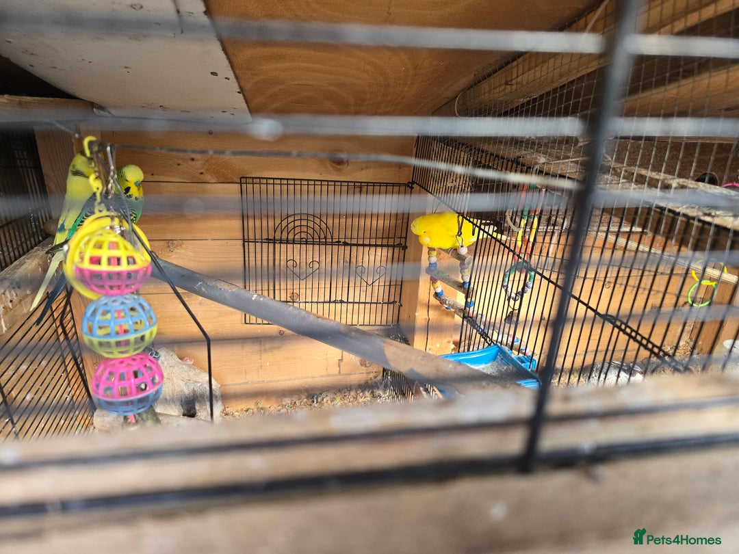 Budgerigars birds for sale: Budgies  - Image 2