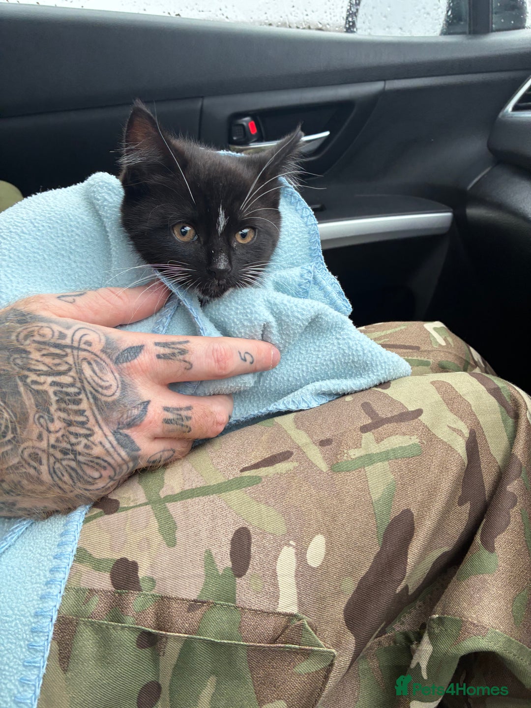 Mixed Breed cats for sale: 10 week old mixed breed  - Advert 7