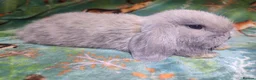 Mini Lop rabbits for sale: Baby Mini Lops - Advert 25