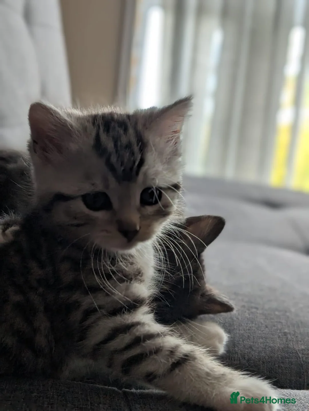 Mixed Breed cats for sale: Stunning kittens in Weston-super-Mare - Advert 12
