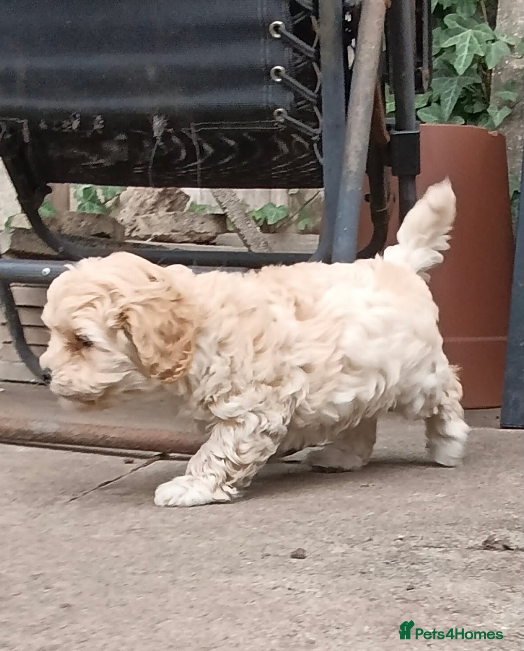Maltipoo dogs for sale: Adorable Maltipoo Puppies, cream/red M&F - Image 6