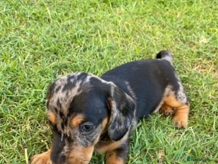 Miniature Dachshund dogs Active purebred dachschunds shorthair. - Advert 11
