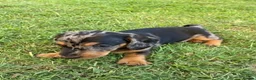 Miniature Dachshund dogs for sale: Active purebred dachschunds shorthair.  - Advert 1