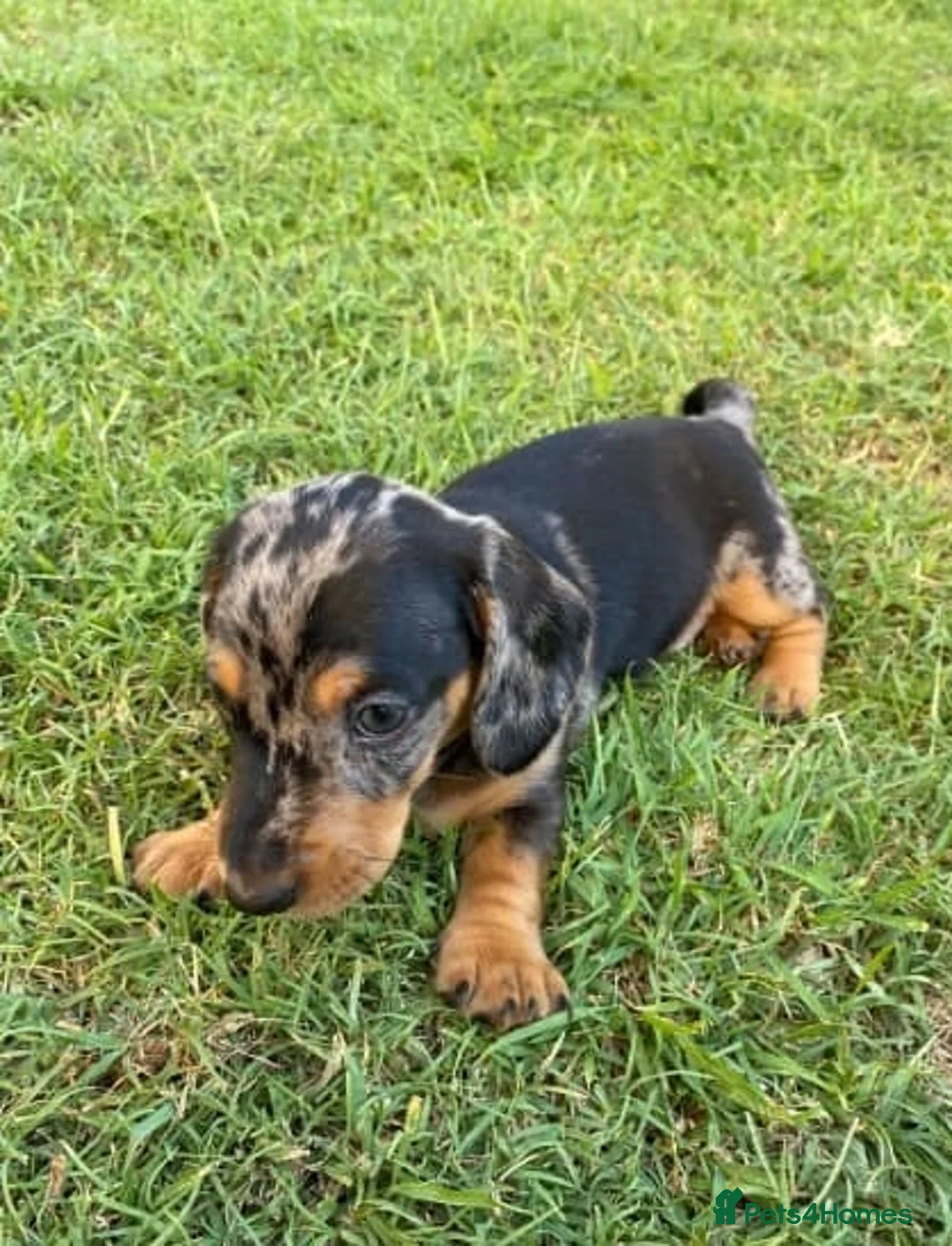 Miniature Dachshund dogs for sale: Active purebred dachschunds shorthair.  - Advert 1