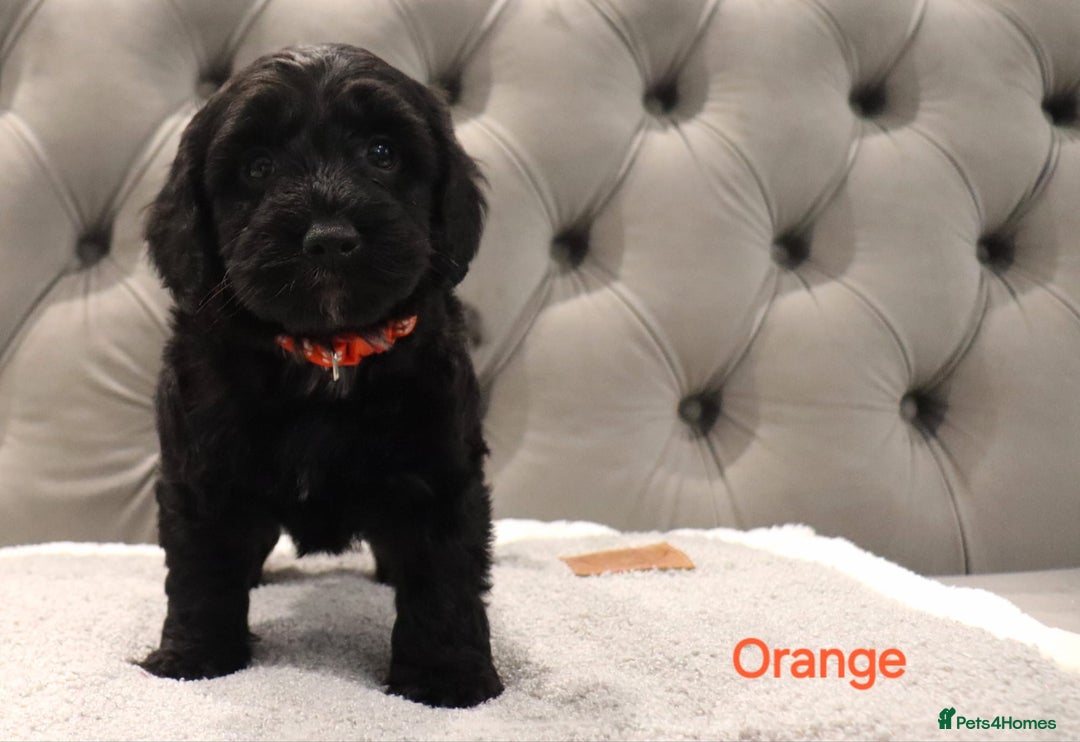 Cockapoo dogs for sale: Beautiful Cockapoos looking for their forever home - Advert 5