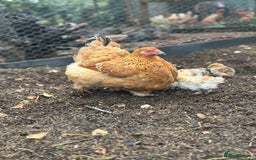 Chickens poultry for sale: Hybrid pekin bantam hen WITH 6 unsexed chicks  - Image 3