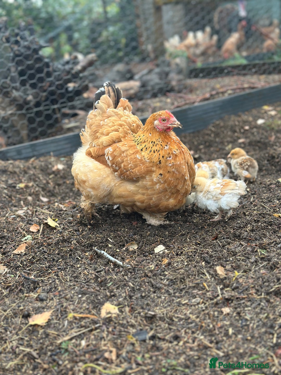 Chickens poultry for sale: Hybrid pekin bantam hen WITH 6 unsexed chicks  - Image 3