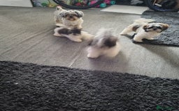 Zuchon dogs for sale: Shichon/zuchon puppies for sale  - Image 14