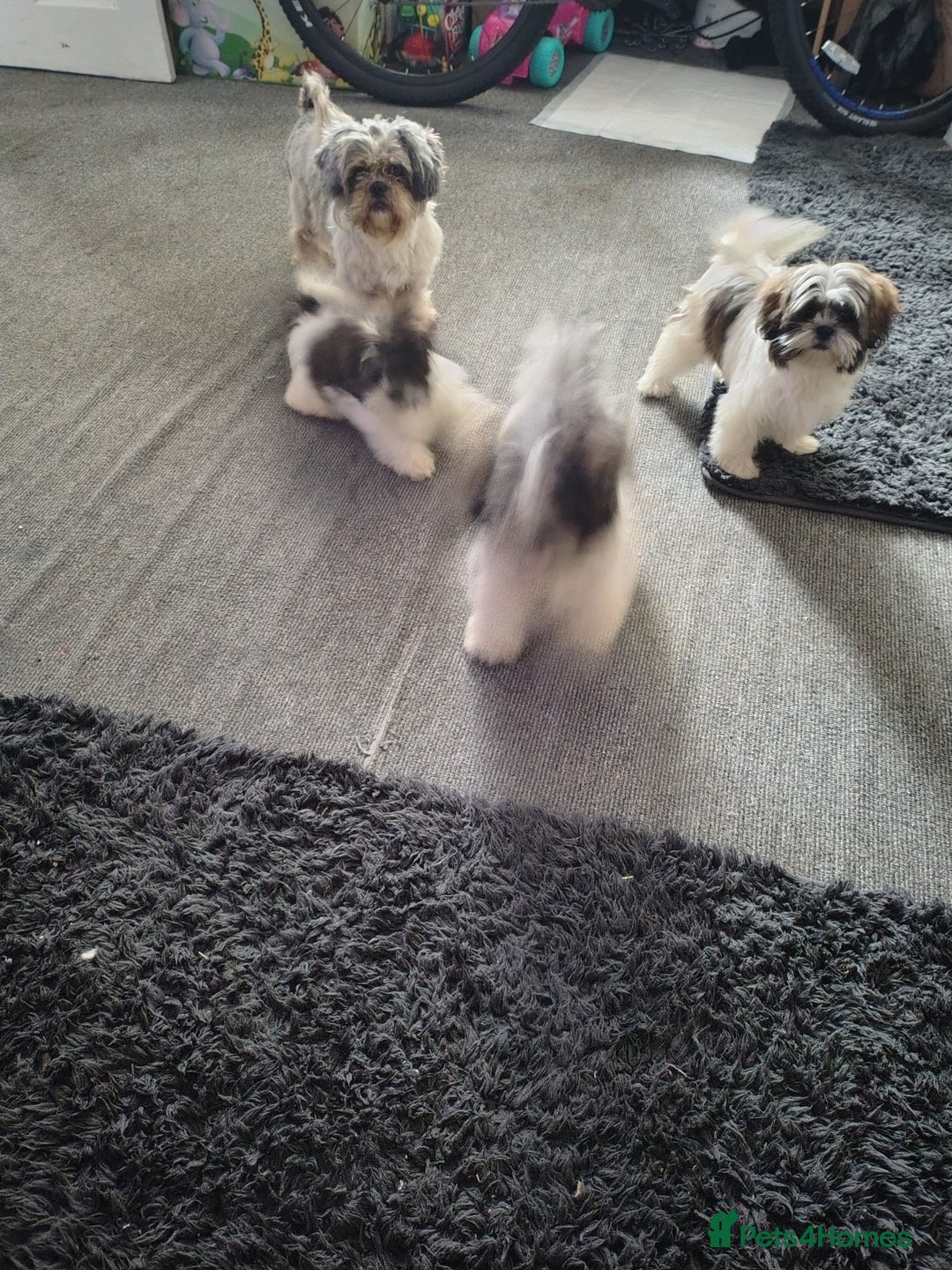 Zuchon dogs for sale: Shichon/zuchon puppies for sale  - Image 14