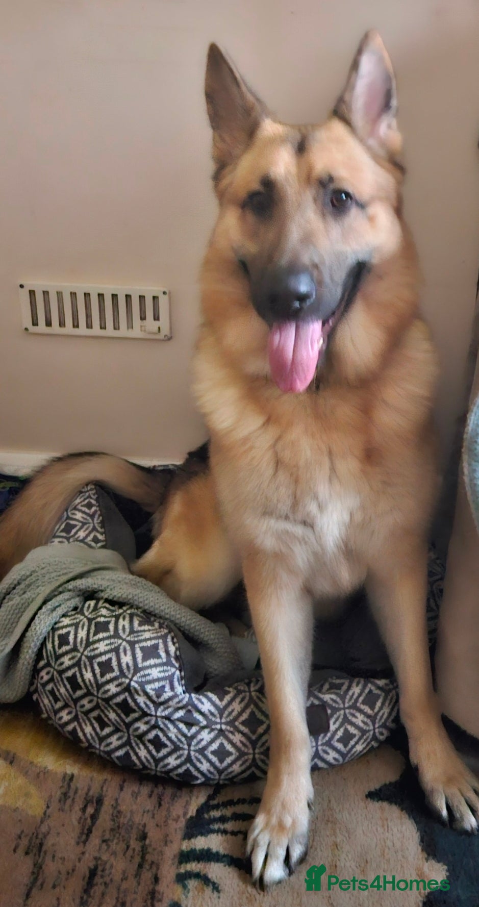 German Shepherd dogs Nearly 2 years old German shepherd Male  - Advert 10