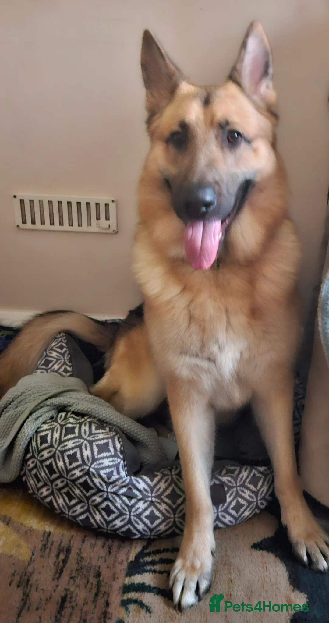 German Shepherd dogs for sale: Nearly 2 years old German shepherd Male  in London - Advert 1