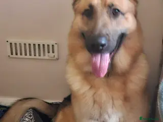 German Shepherd dogs Nearly 2 years old German shepherd Male - Advert 2