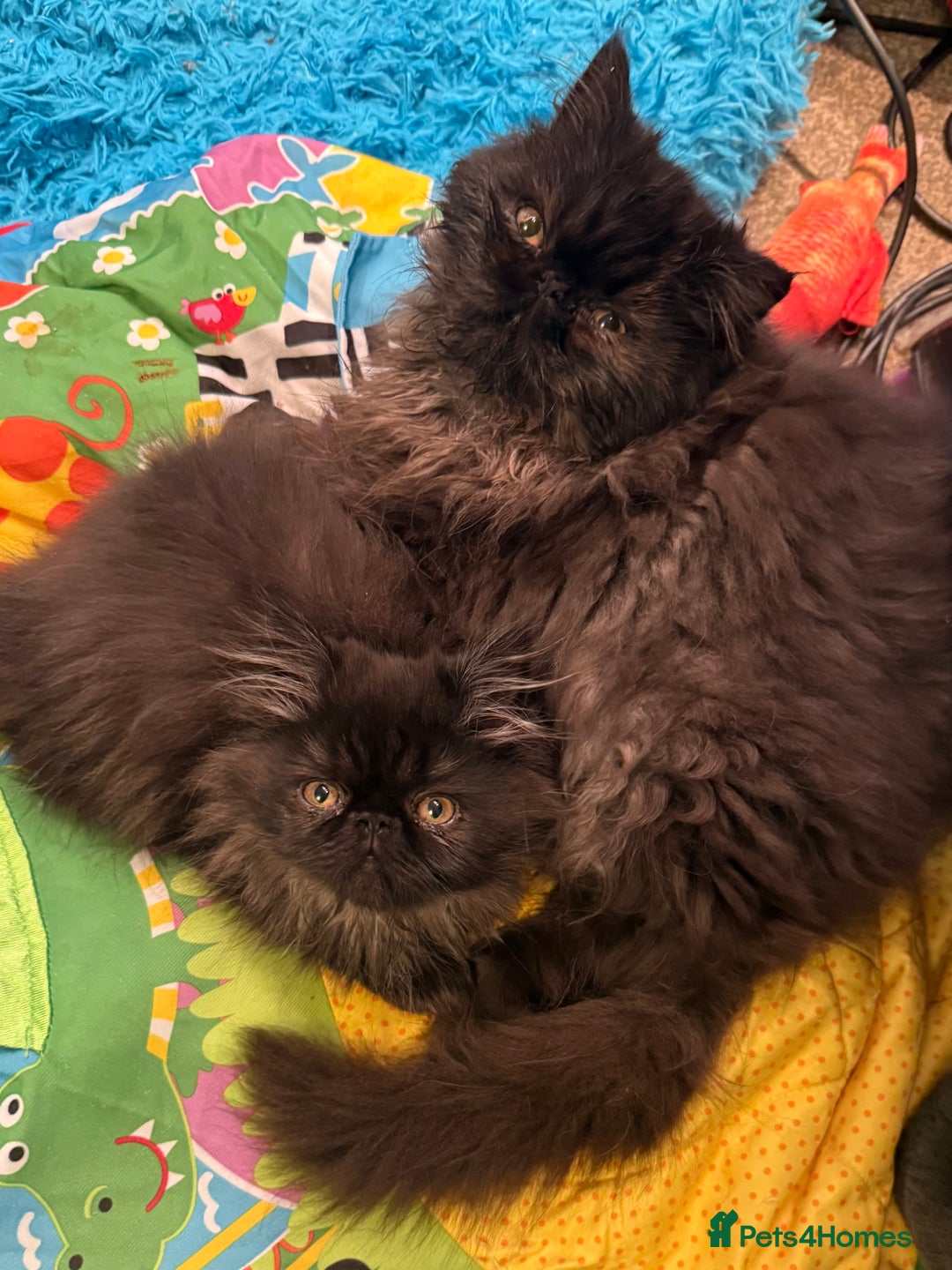 Persian cats for sale: 1 girl left REDUCED GCCF  PERSIANS  - Advert 12