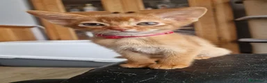 Abyssinian 5