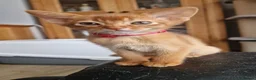 Abyssinian cats for sale: TICA Abyssinian kittens  - Advert 2
