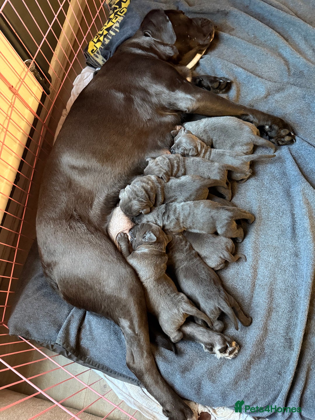 Cane Corso dogs for sale: Exceptional, Champion Bloodline Cane Corso Puppies - Advert 2