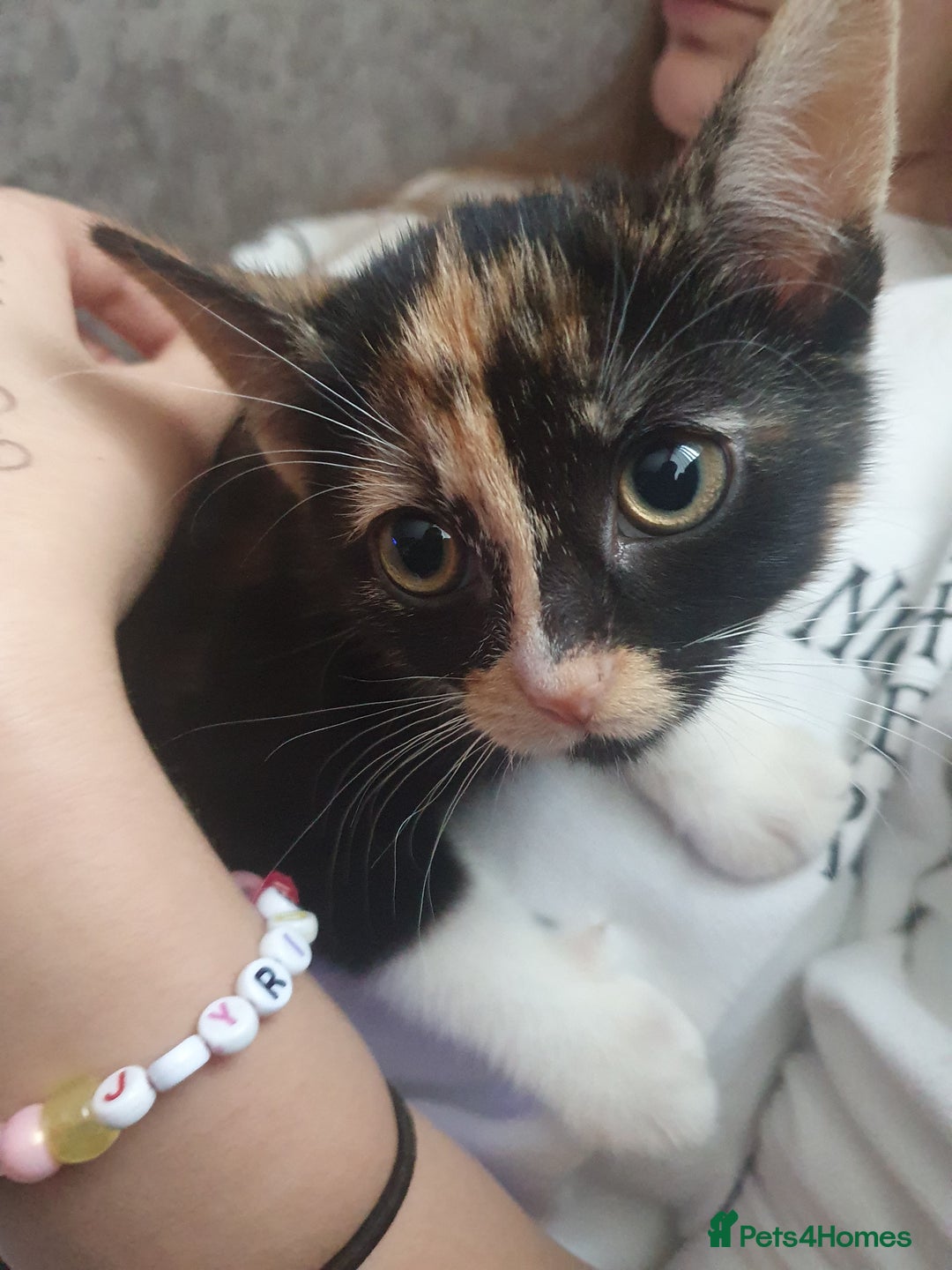 Mixed Breed cats for sale: Calico female kitten - Advert 1