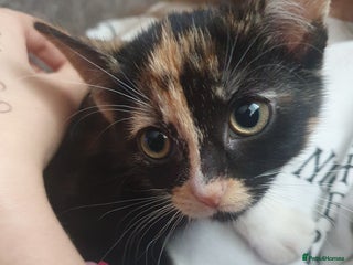 Mixed Breed cats Calico female kitten - Advert 2