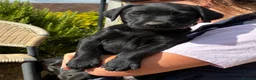 Labrador Retriever dogs for sale: 🐾 READY NOW🐾 FTCH Labrador Puppies - Advert 13