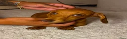 Miniature Dachshund dogs for sale: 🤎 Long-Haired Red Girl in Derby - Advert 3